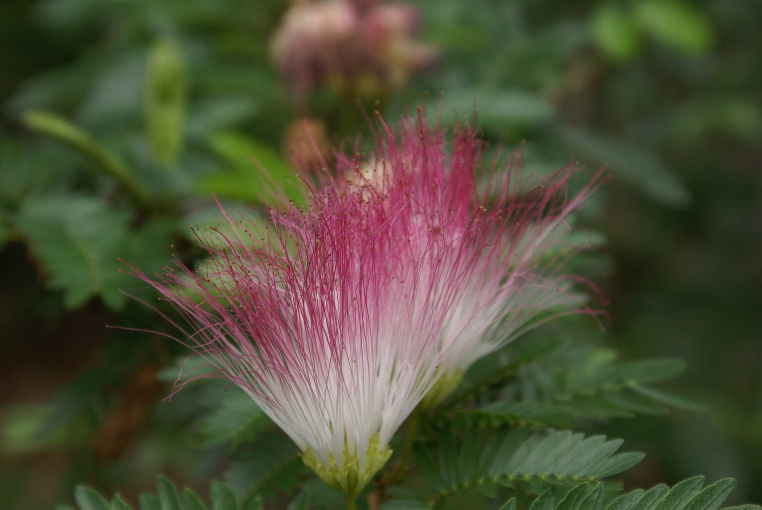 Calliandra surinamensis Kühnels FotoBlog